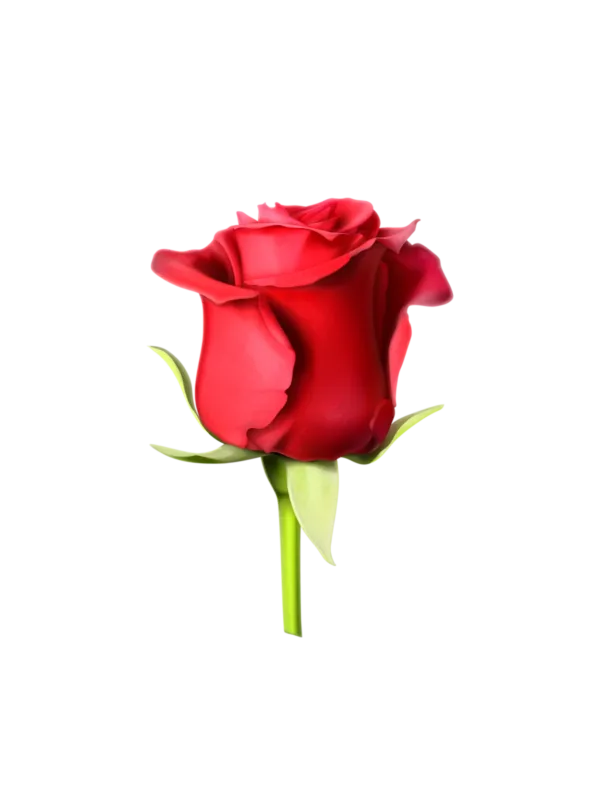 Rosa Roja