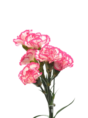 Clavel Variado (8 piezas)