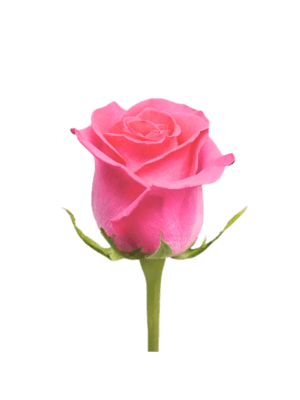 Rosa Rosa Individual