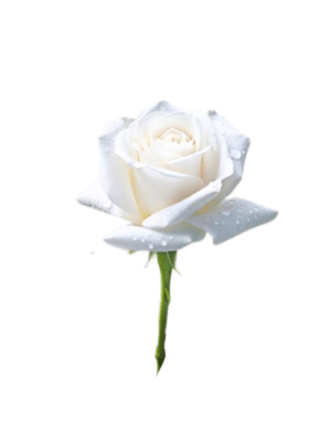 Rosa Blanca Individual