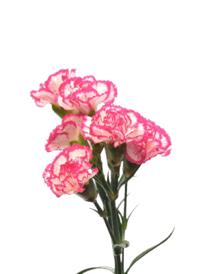 Clavel Variado (8 piezas)
