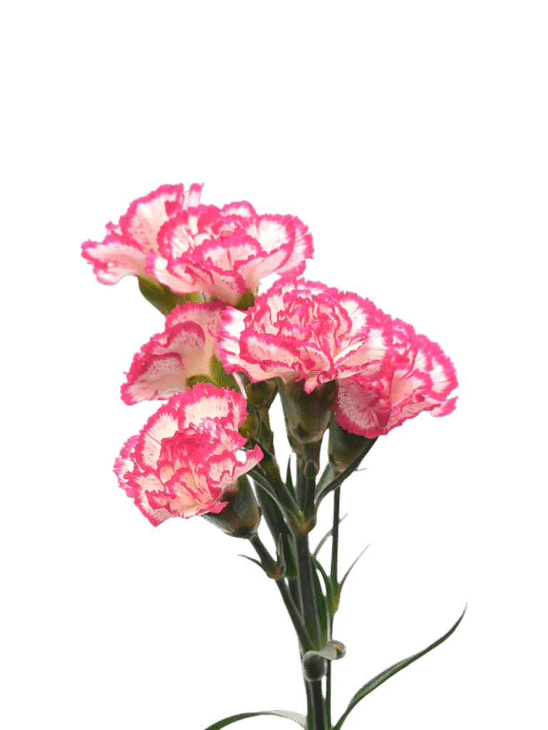 Clavel Variado (8 piezas)