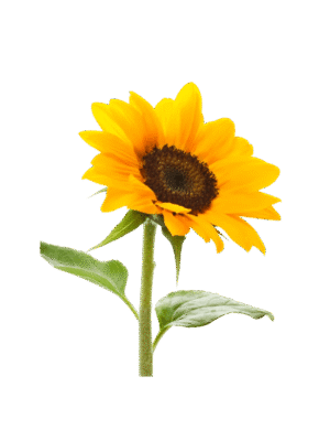 Girasol Mediano