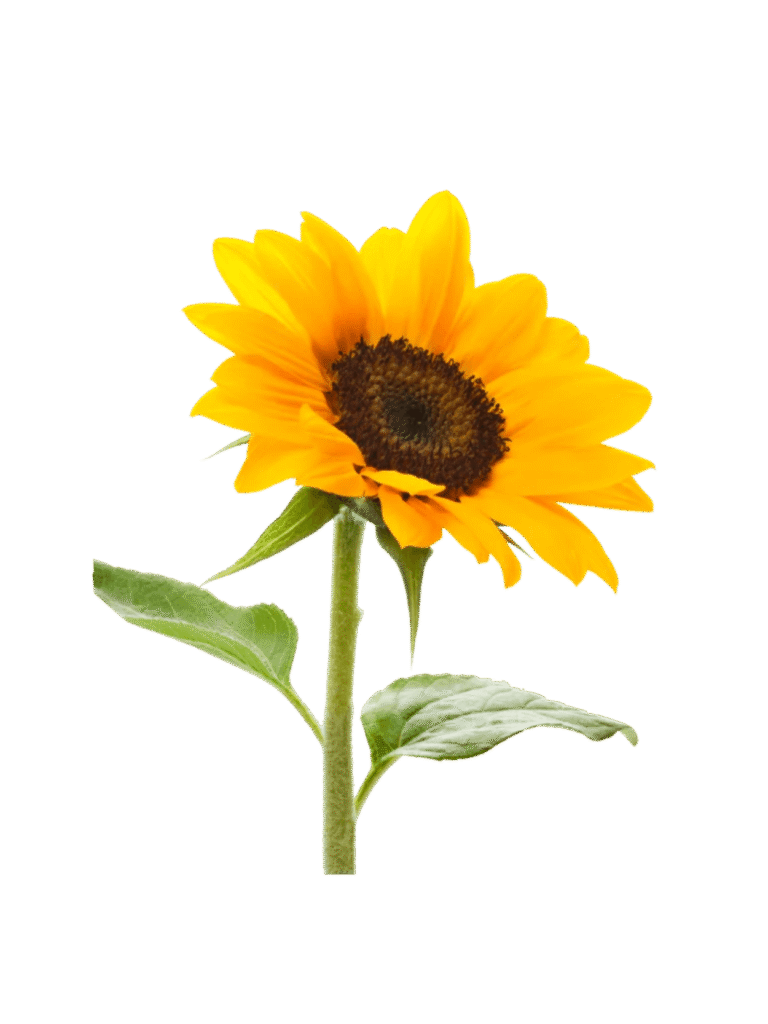 Girasol Mediano