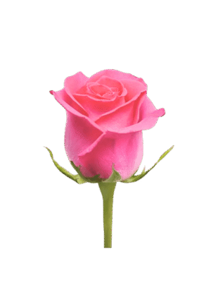 Rosa Rosa Individual