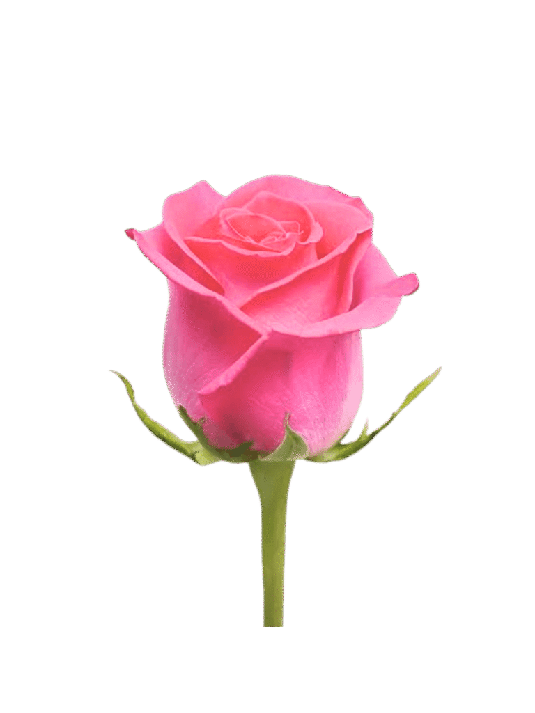 Rosa Rosa Individual