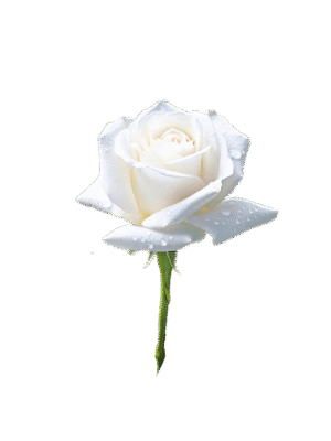 Rosa Blanca Individual
