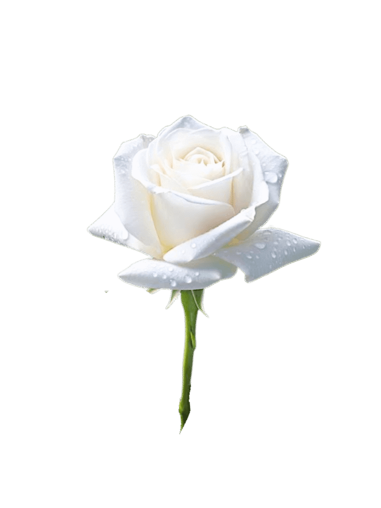 Rosa Blanca Individual