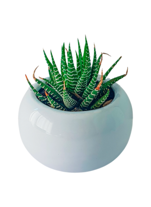 Plantita Variada 10cm