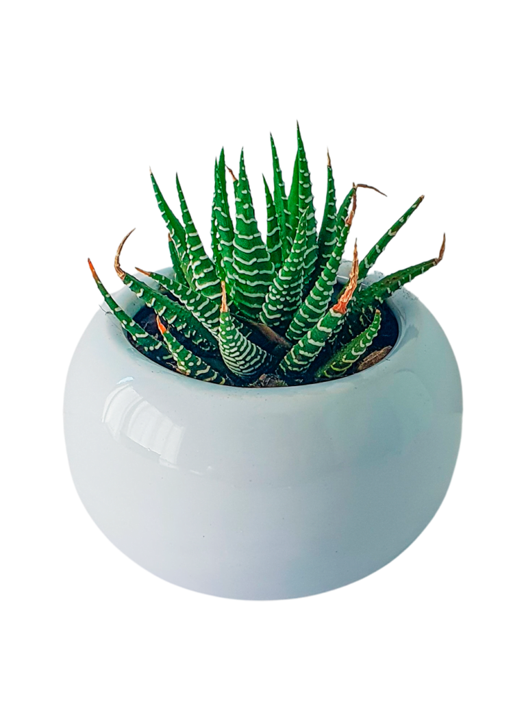 Plantita Variada 10cm